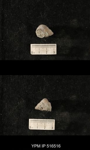 Cyclonema bilix lata