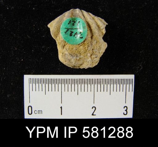 undet. Delthyridoidea