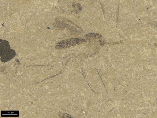 undet. Culicidae