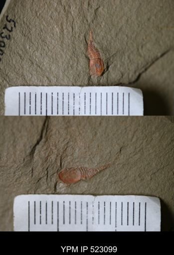 Synziphosurina?