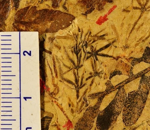 Annularia sp.