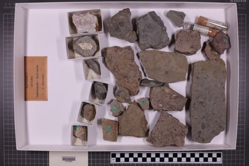 mixed taxa, stratigraphic collection