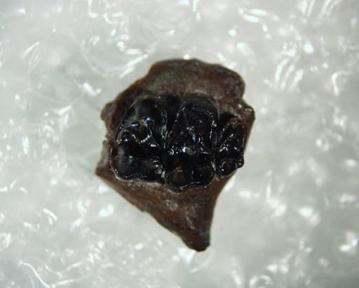 Tetonius