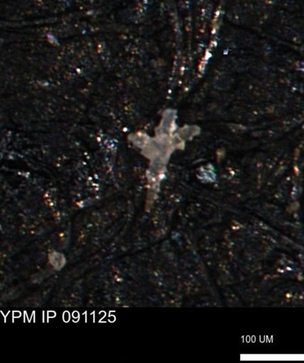 undet. Porifera