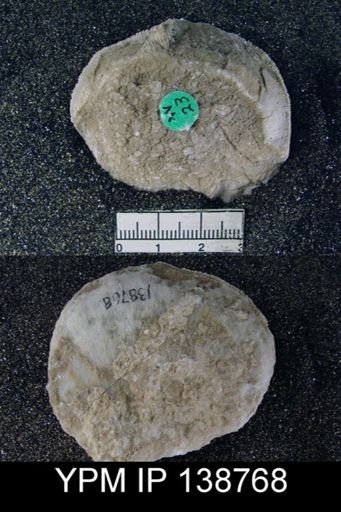 Derbya regularis var. minor