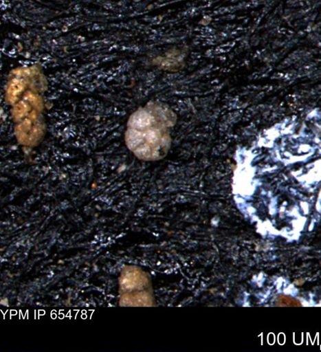 Ammobaculoides phaulus