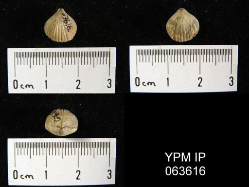 Wilsonella saffordi