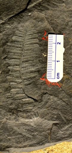 Pecopteris sp.