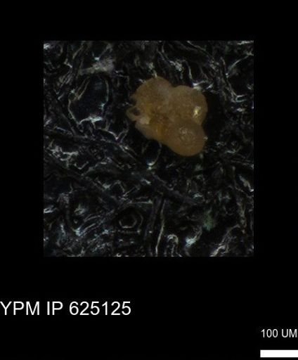 undet. Foraminiferida