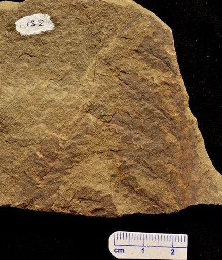 Archaeopteris