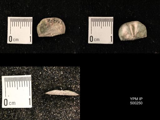 Mesolobus decipiens