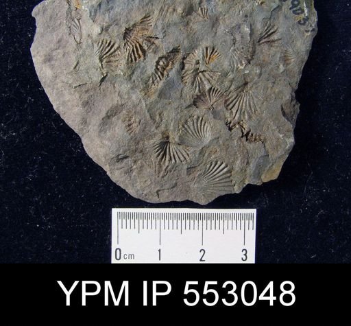 Camarotoechia sp.