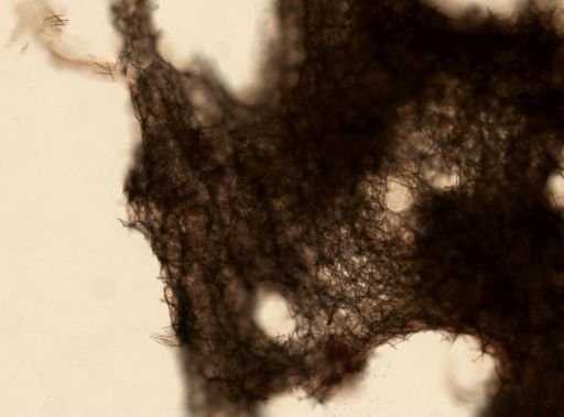 Neopetrosia exigua
