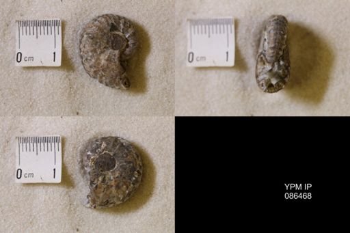 undet. Scaphitidae