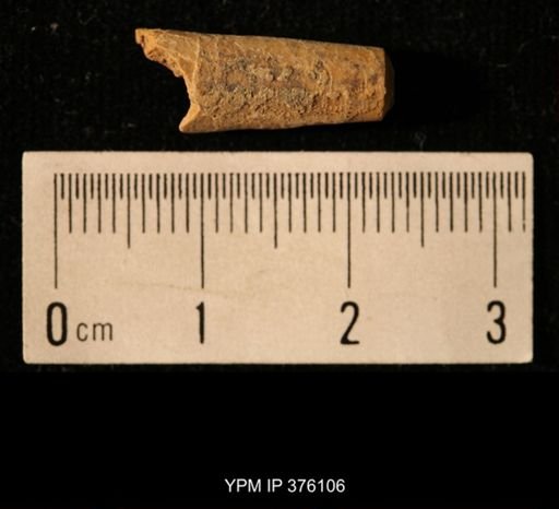 Pseudorthoceras knoxense