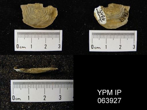 Leptaena tennesseensis