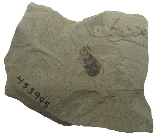undet. Gryllidae