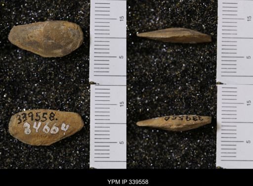 Yoldia scitula