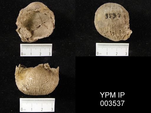 Productus sp.