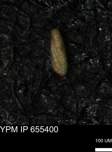 Verneuilina canadensis
