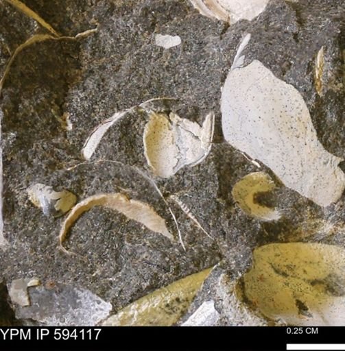 Limopsis? striatopunctatus