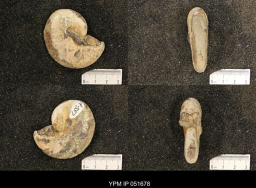 Hoploscaphites nicolletii