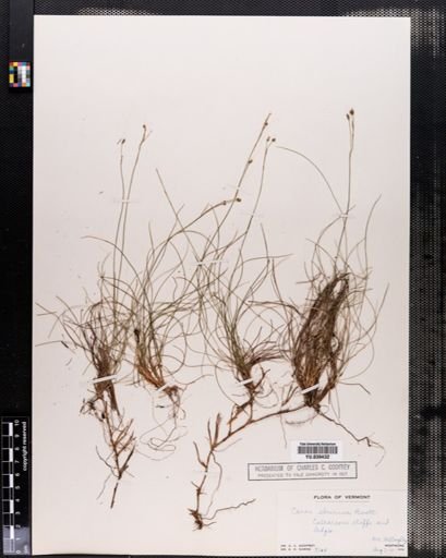 Carex eburnea