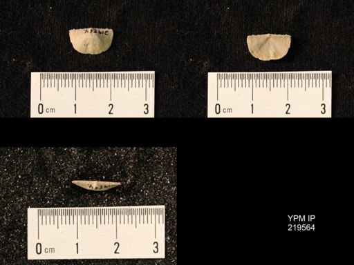 Chonetes granulifer