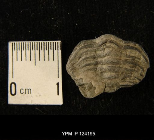 Phacops rana