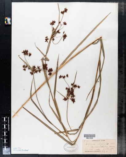 Scirpus polyphyllus