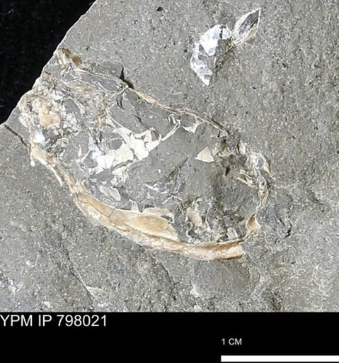 undet. Mollusca