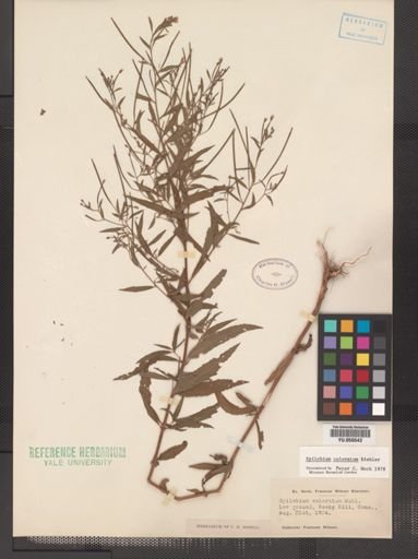 Epilobium coloratum