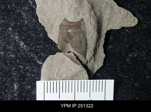 undet. Eurypterida