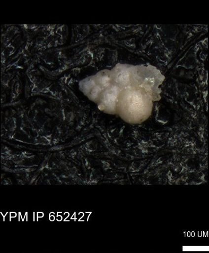 undet. Heterohelicidae