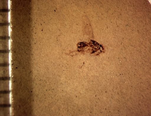 undet. Diptera