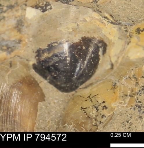Protocardia subquadrata