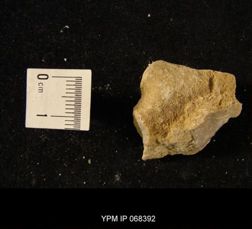 undet. Bryozoa