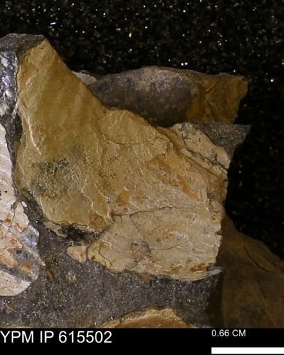 undet. Bivalvia
