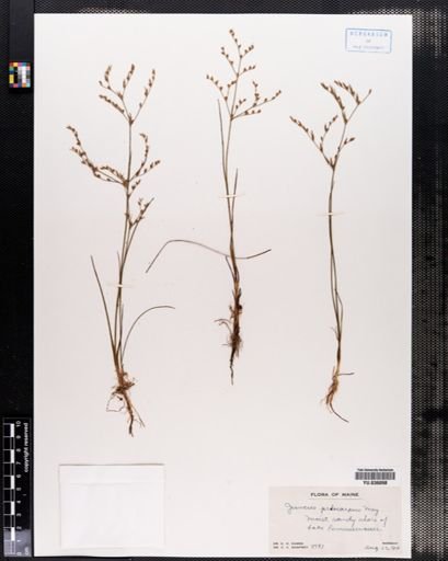 Juncus pelocarpus