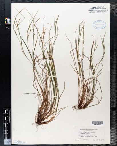 Carex oligocarpa