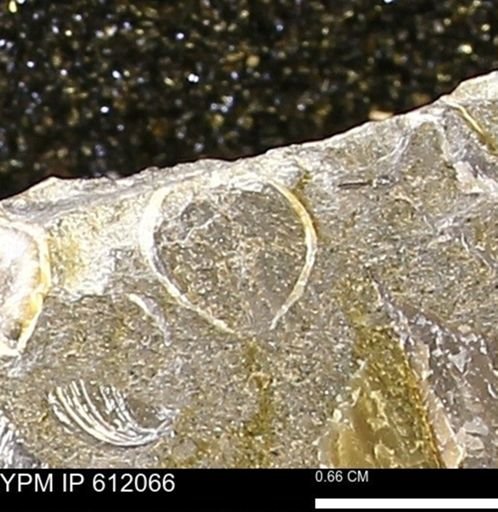 undet. Bivalvia