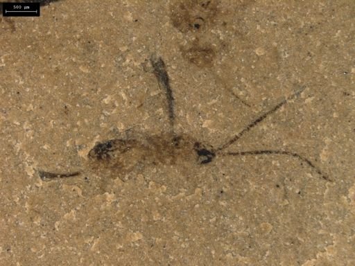 undet. Ichneumonoidea