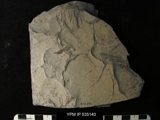 undet. Eurypterida