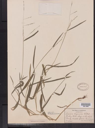 Leersia virginica