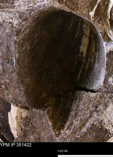 Limopsis sp.