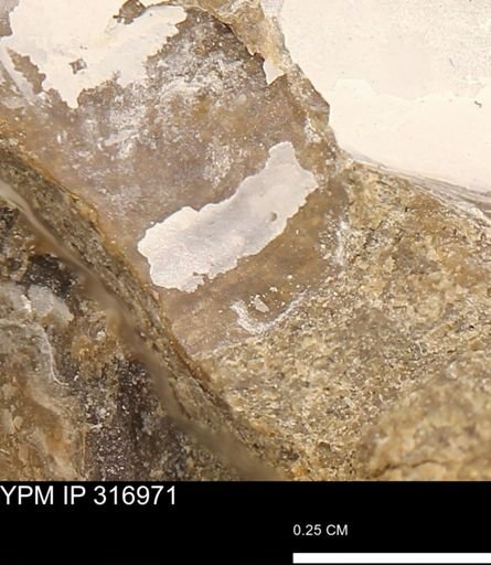 Phelopteria