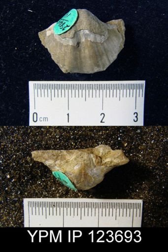 Spirifer concinnus