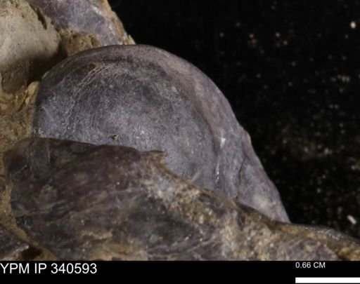 Ostrea glabra