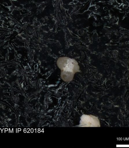 undet. Foraminiferida