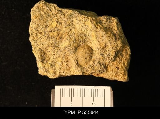 Owenella cf. antiquata